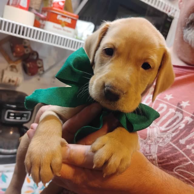 Labrador Retriever Puppies- Fox Red media 10