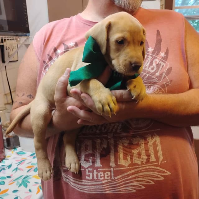 Labrador Retriever Puppies- Fox Red media 11