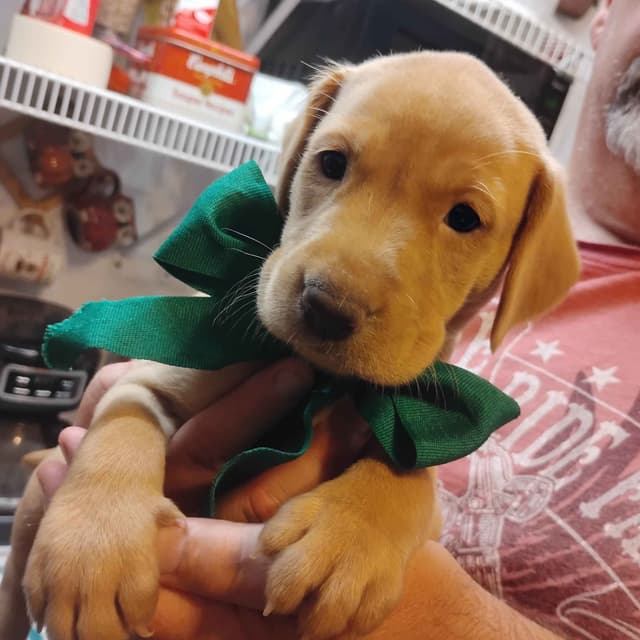 Labrador Retriever Puppies- Fox Red media 12