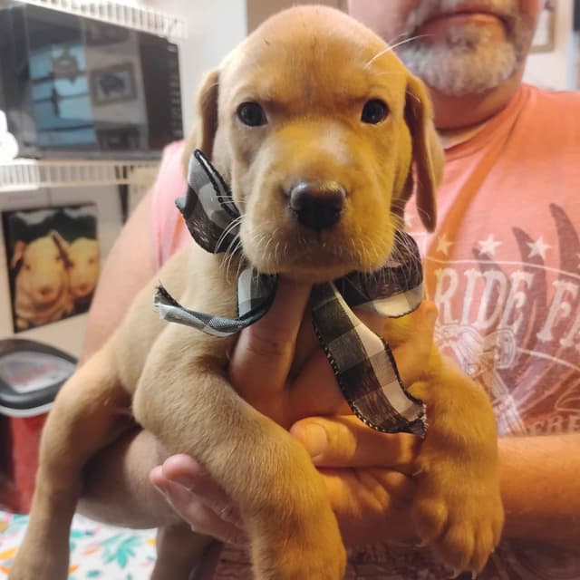 Labrador Retriever Puppies- Fox Red media 14