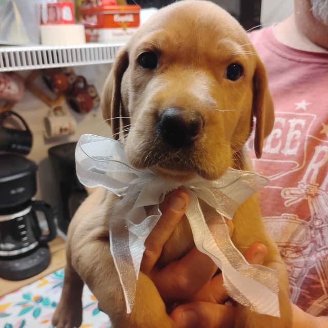 Labrador Retriever Puppies- Fox Red media 17