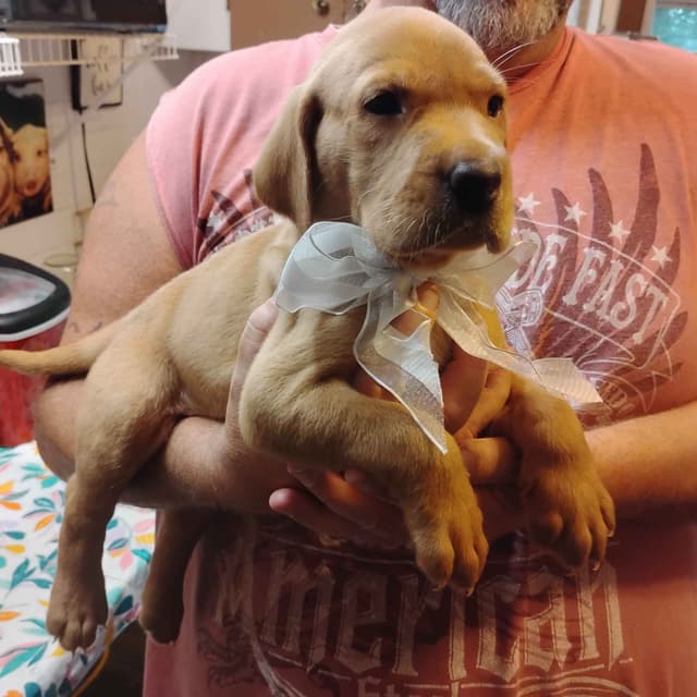 Labrador Retriever Puppies- Fox Red media 19