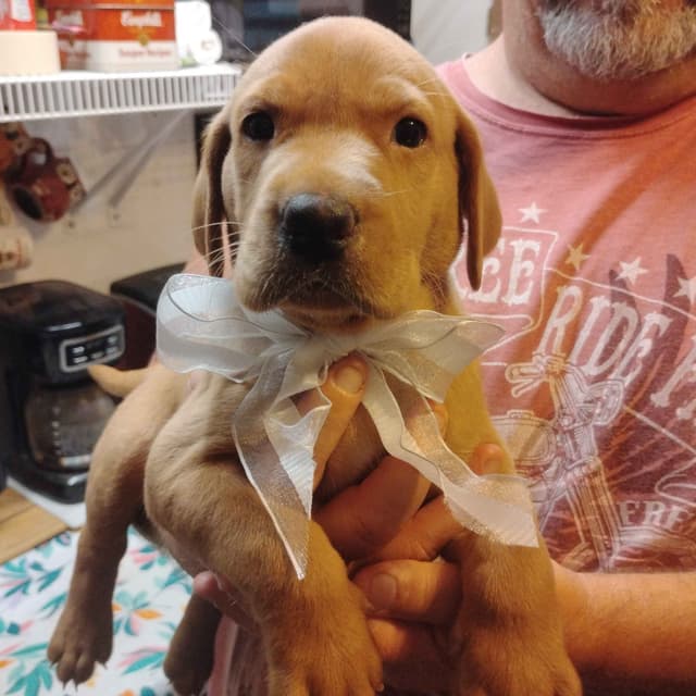 Labrador Retriever Puppies- Fox Red media 20