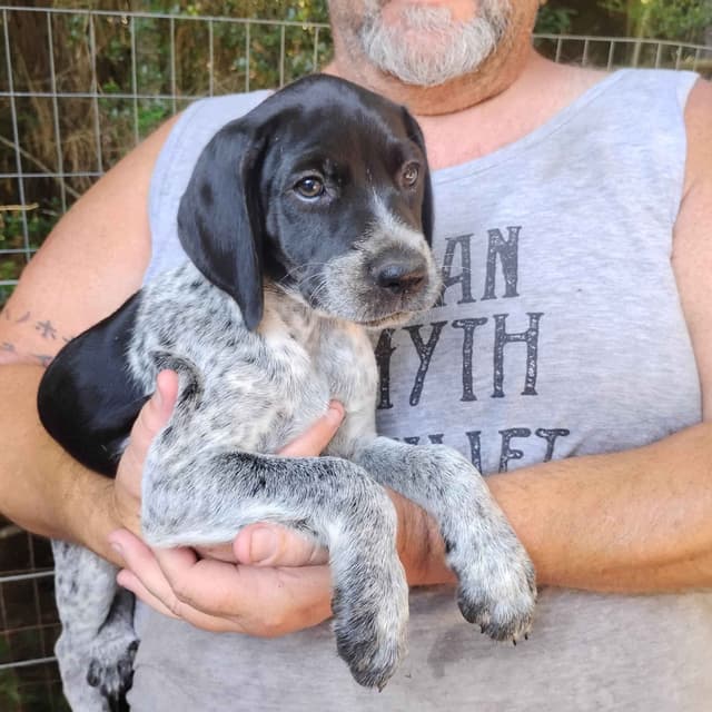 German Shorthaired Pointer Puppies/Black Roan media 2
