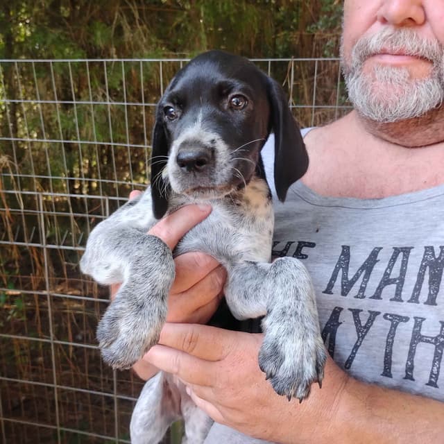 German Shorthaired Pointer Puppies/Black Roan media 3