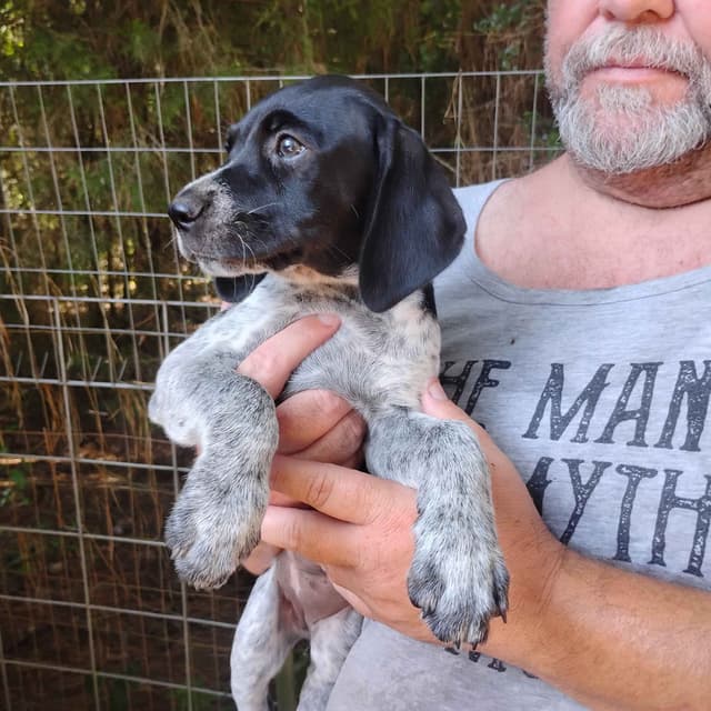 German Shorthaired Pointer Puppies/Black Roan media 4