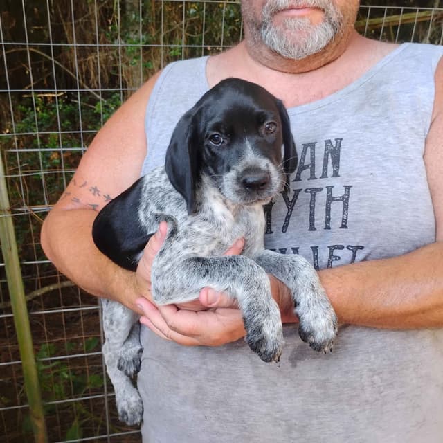 German Shorthaired Pointer Puppies/Black Roan media 6