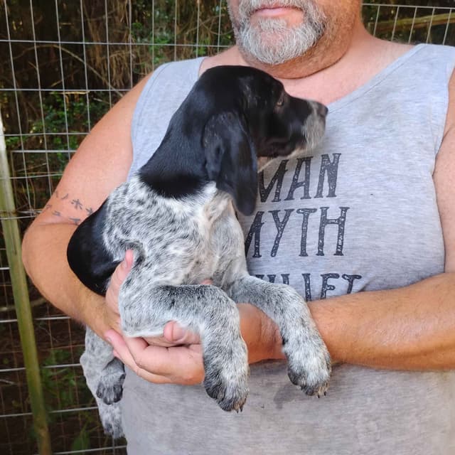 German Shorthaired Pointer Puppies/Black Roan media 5