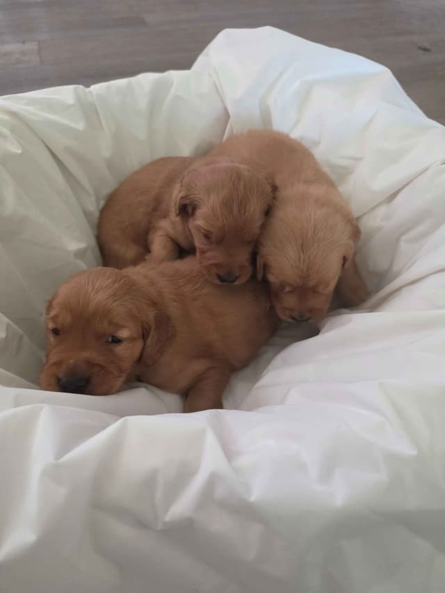 Golden Retriever Puppies media 3