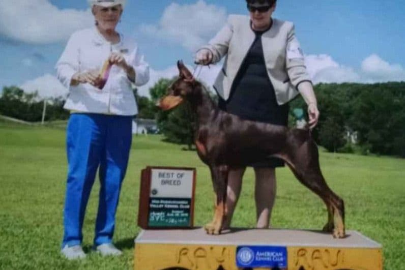 Doberman Pinscher Puppies breeder image 1