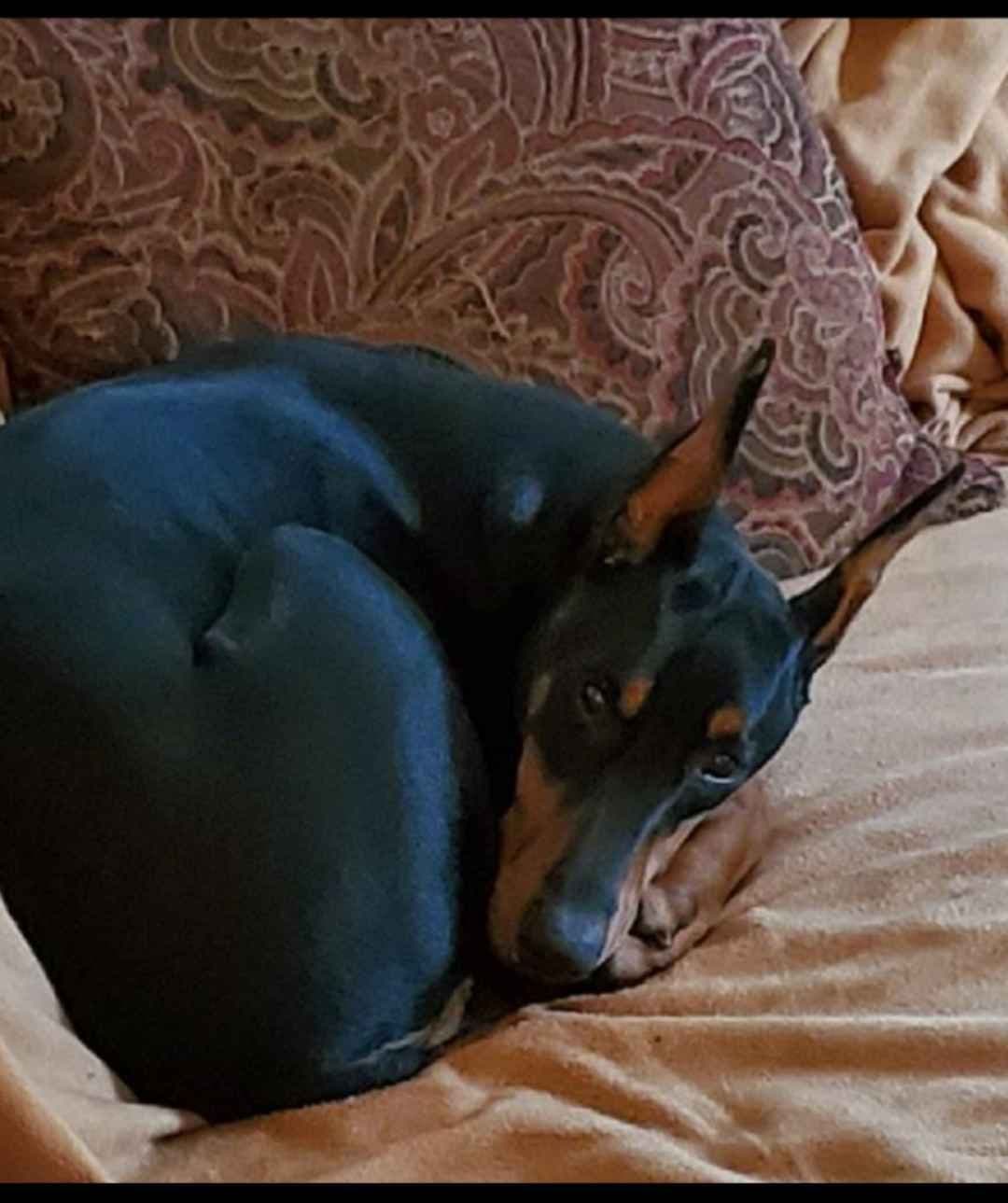 Doberman Pinscher Puppies breeder image 6