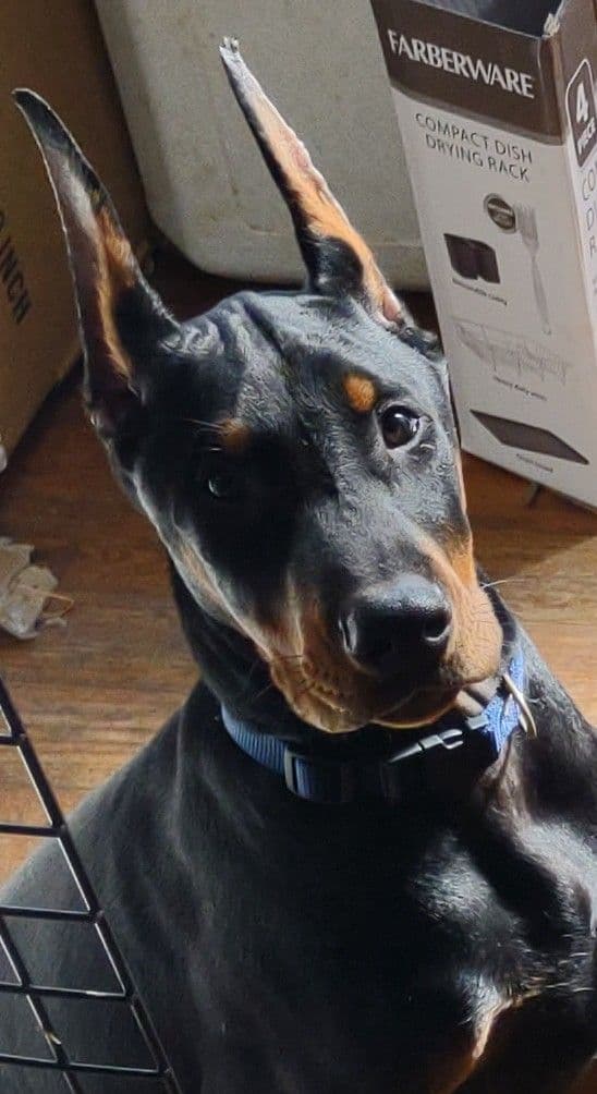 Doberman Pinscher Puppies breeder image 7