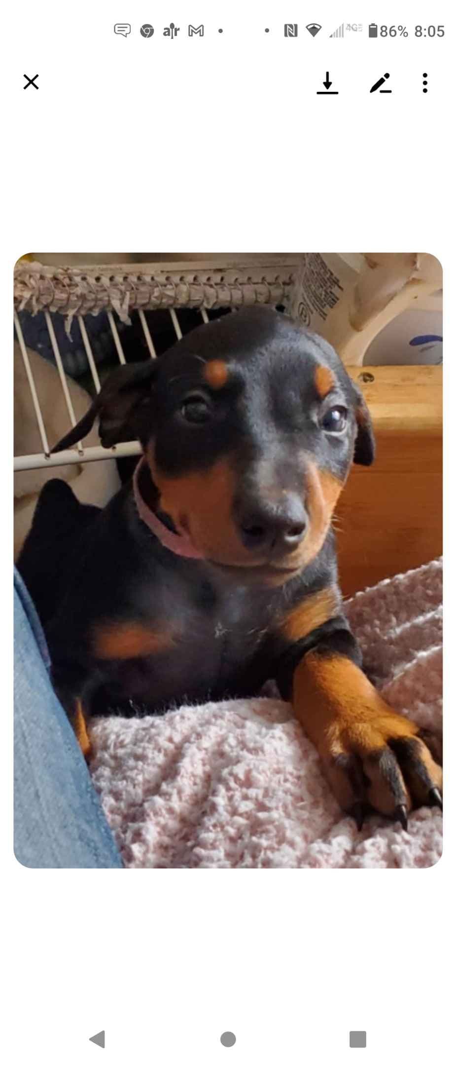 Doberman Pinscher Puppies breeder image 8