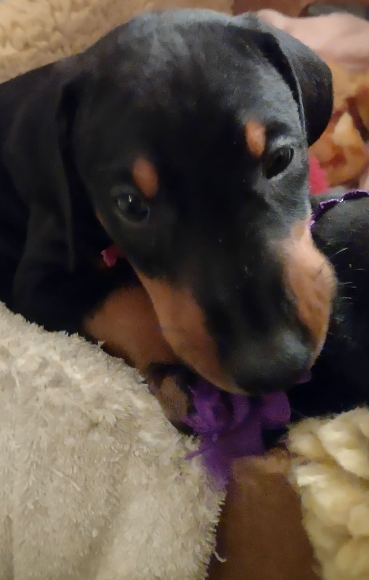 Doberman Pinscher Puppies breeder image 10