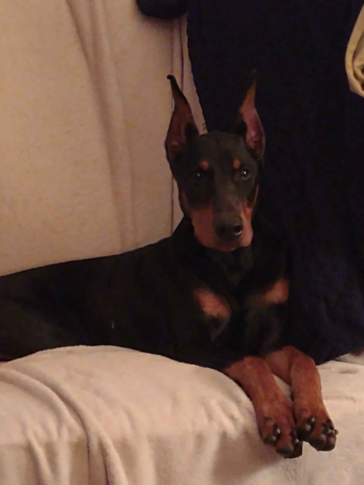 Doberman Pinscher Puppies breeder image 12