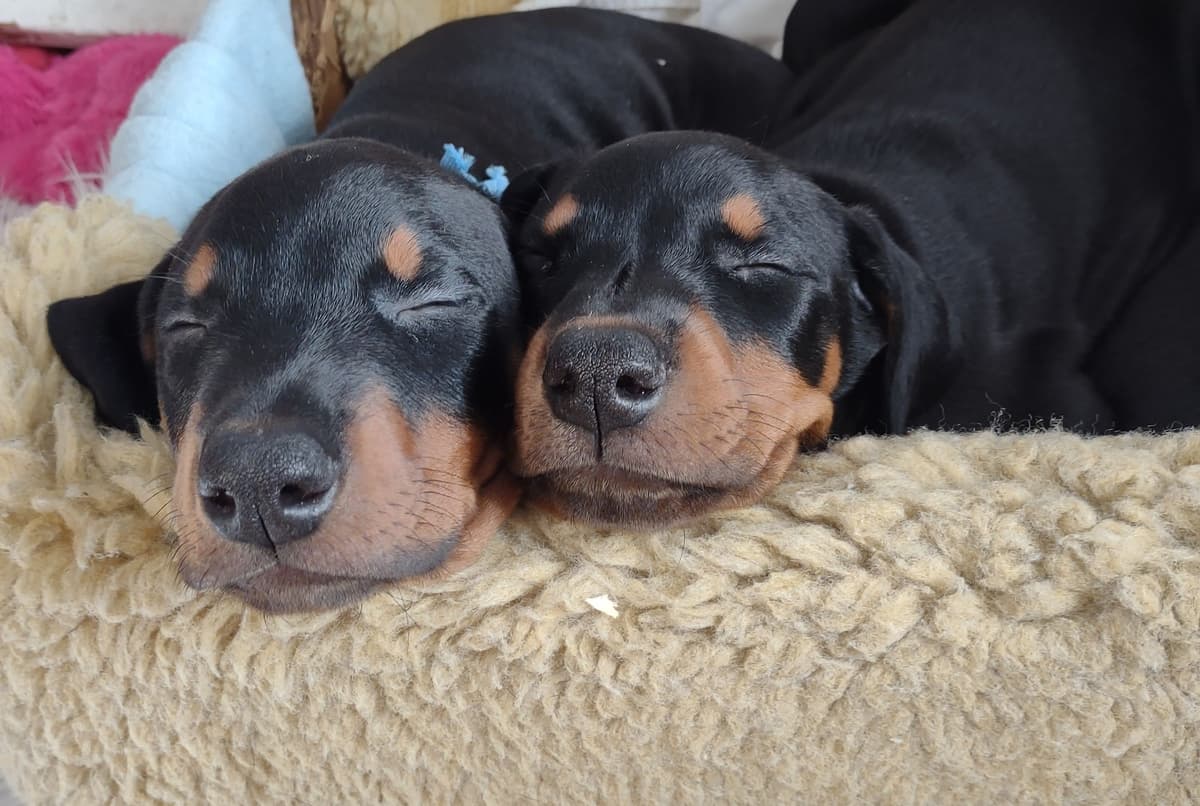 Doberman Pinscher Puppies breeder image 11