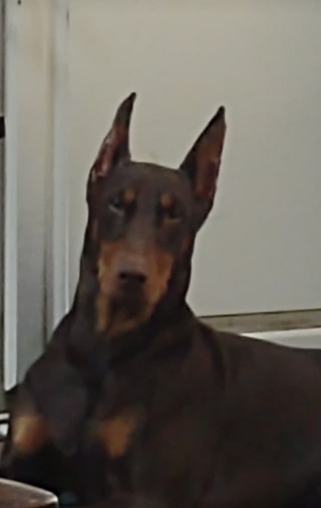 Doberman Pinscher Puppies media 2