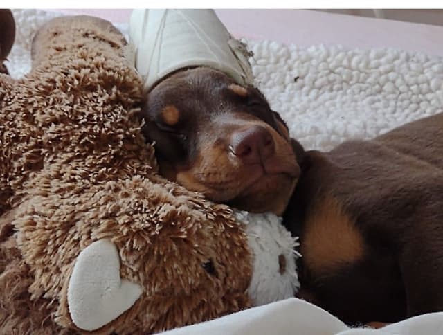 Doberman Pinscher Puppies media 3