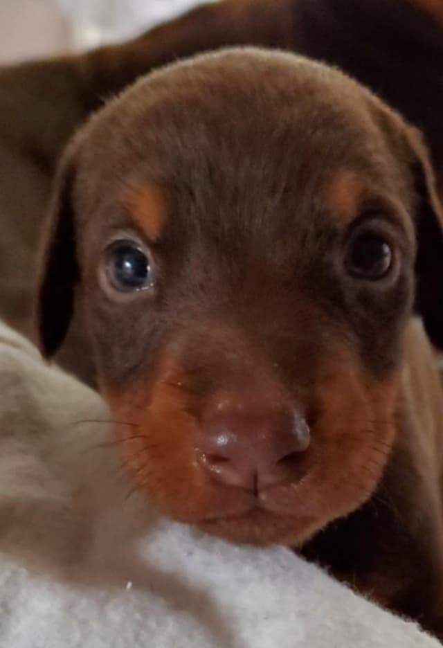Doberman Pinscher Puppies media 5
