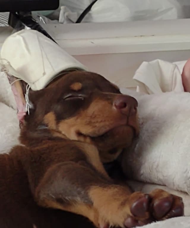 Doberman Pinscher Puppies media 6