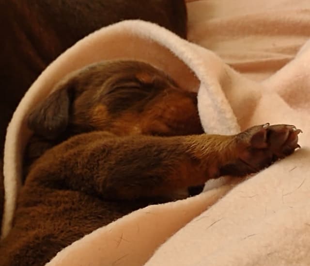 Doberman Pinscher Puppies media 7