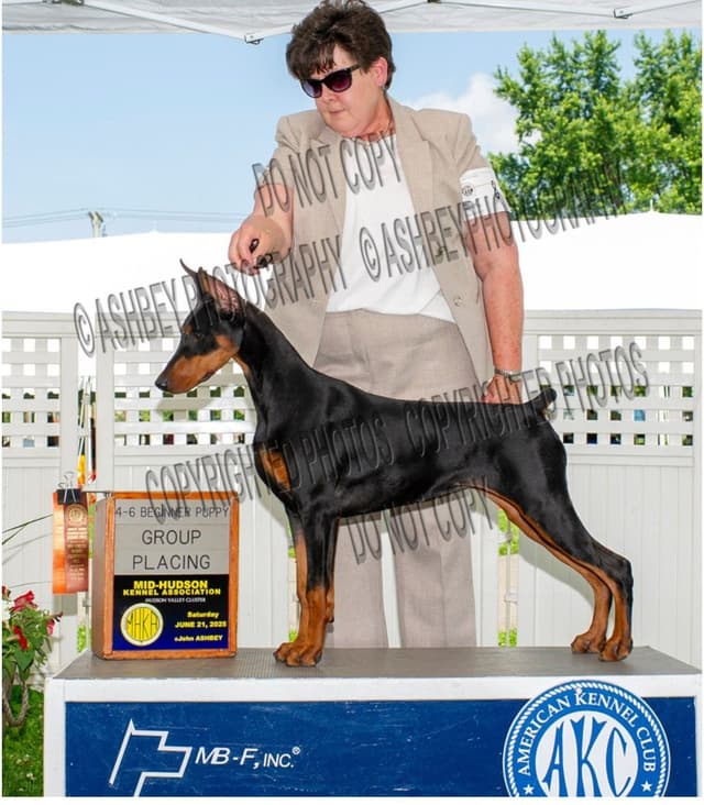 Doberman Pinscher Puppies media 8