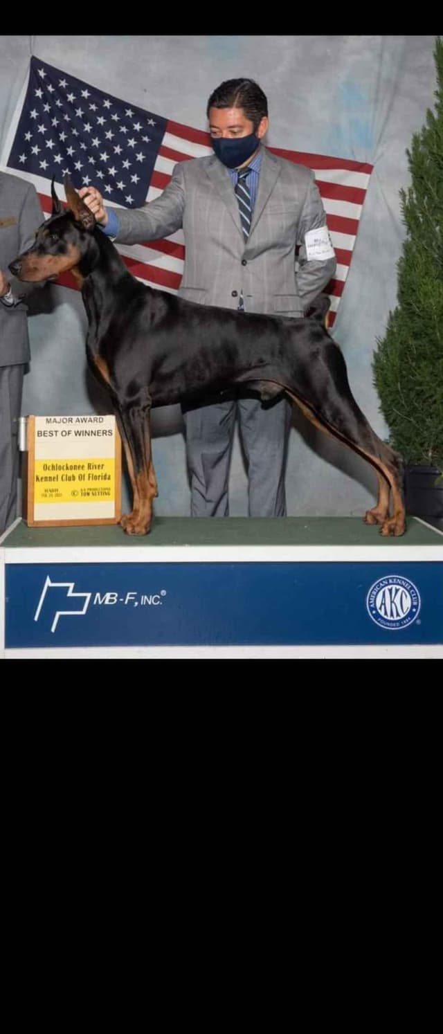 Doberman Pinscher Puppies media 10