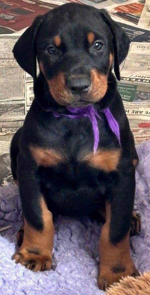 Doberman Pinscher Puppies breeder image 13