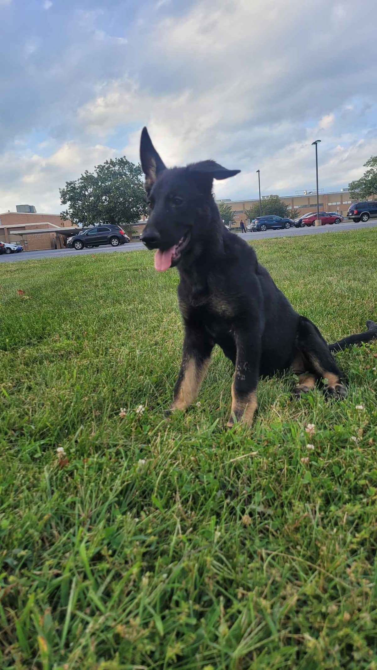 German Shepherd Dog Puppies breeder image 4