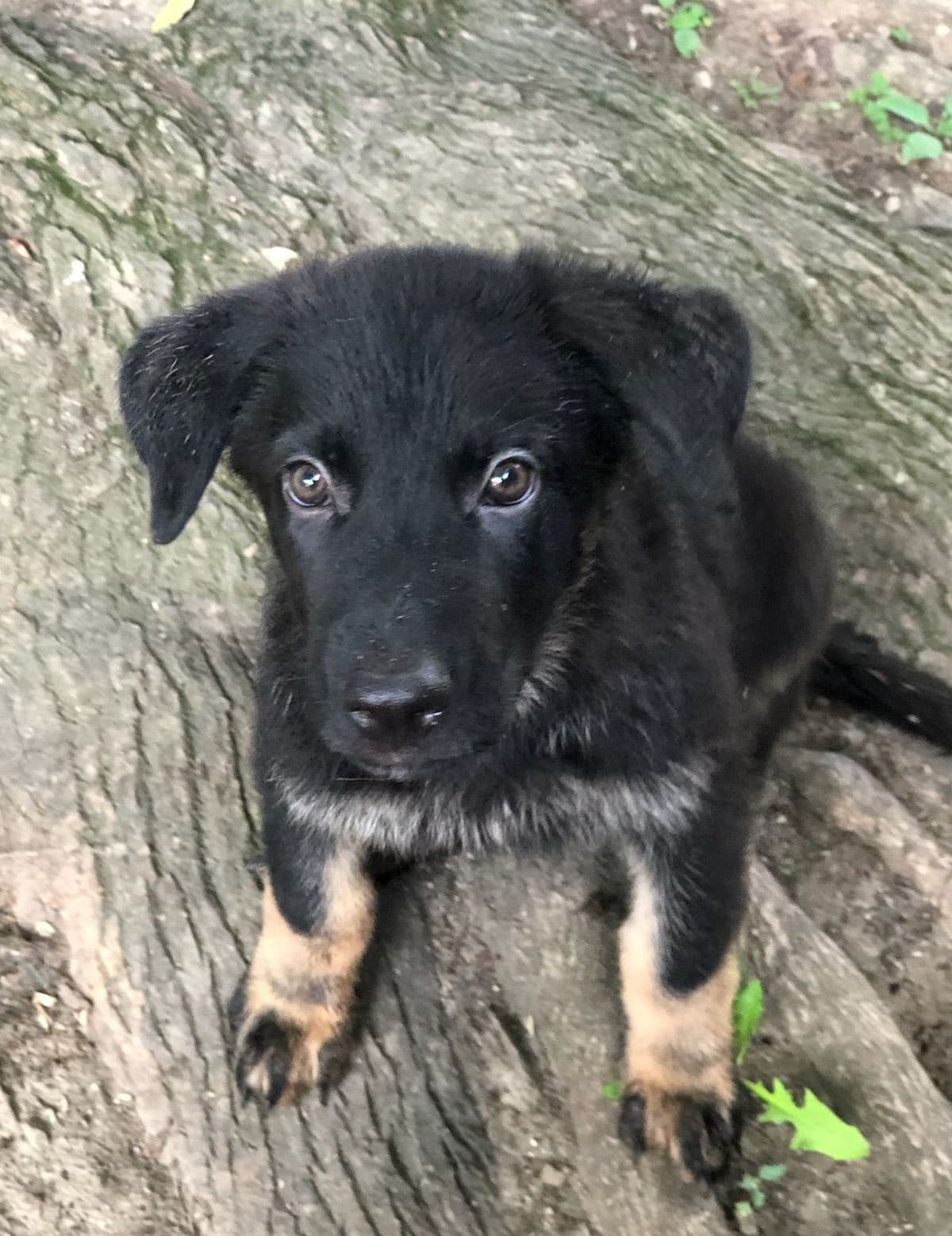 German Shepherd Dog Puppies breeder image 2