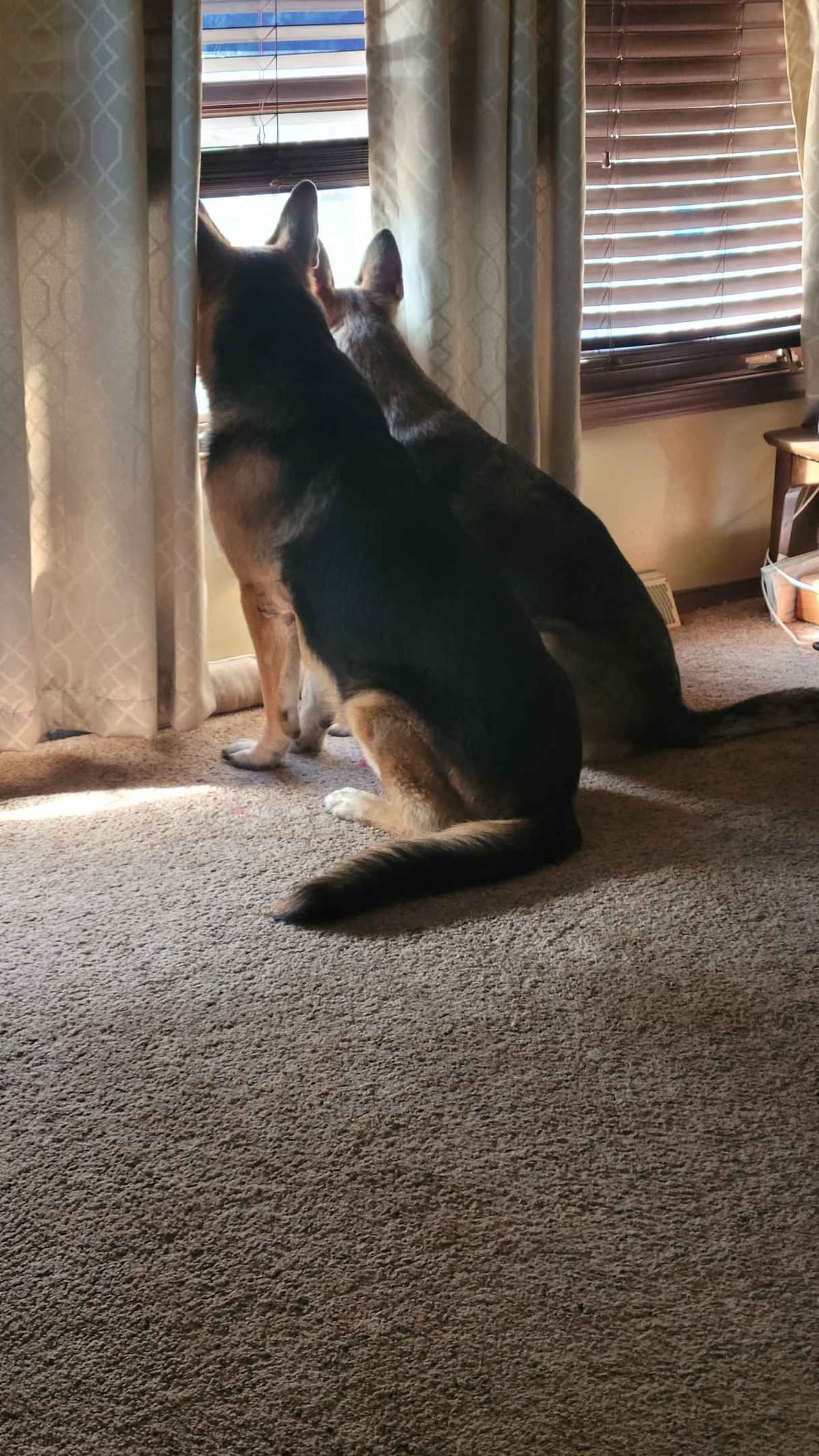 German Shepherd Dog Puppies breeder image 5