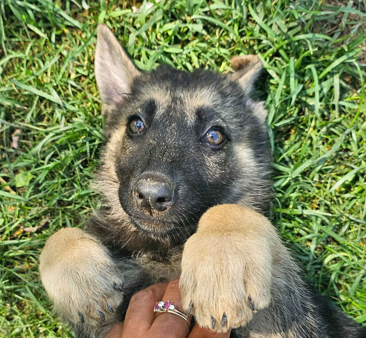 German Shepherd Dog Puppies breeder image 6