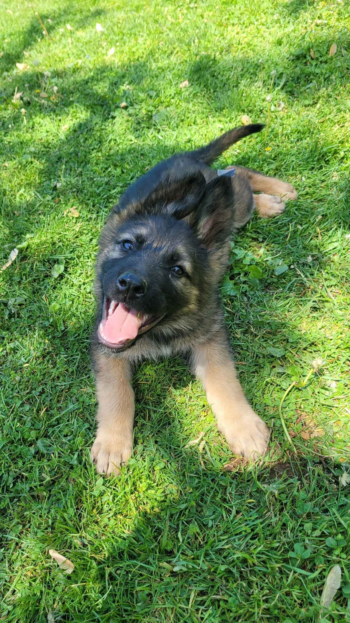 German Shepherd Dog Puppies breeder image 7