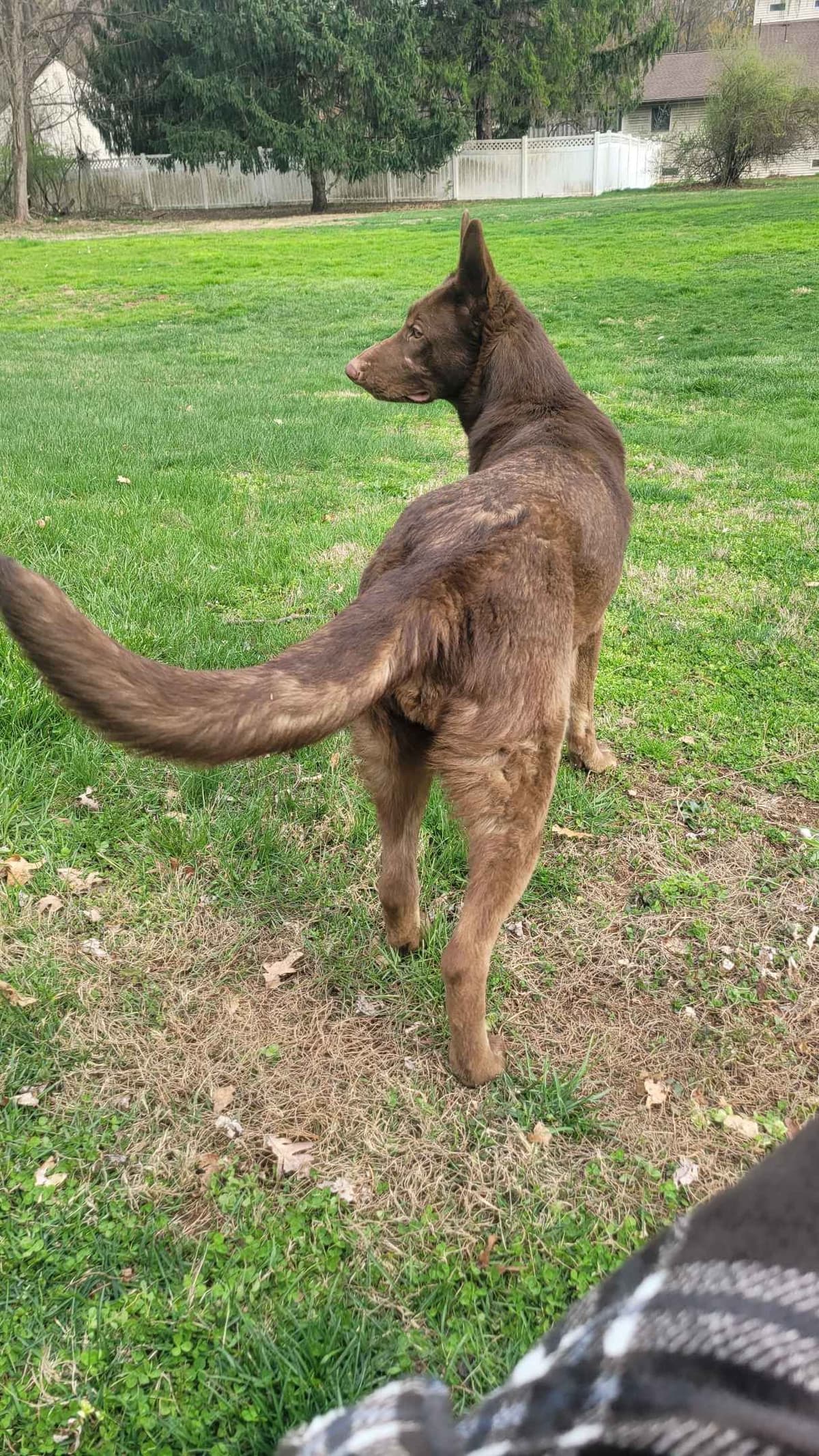 German Shepherd Dog Puppies breeder image 8
