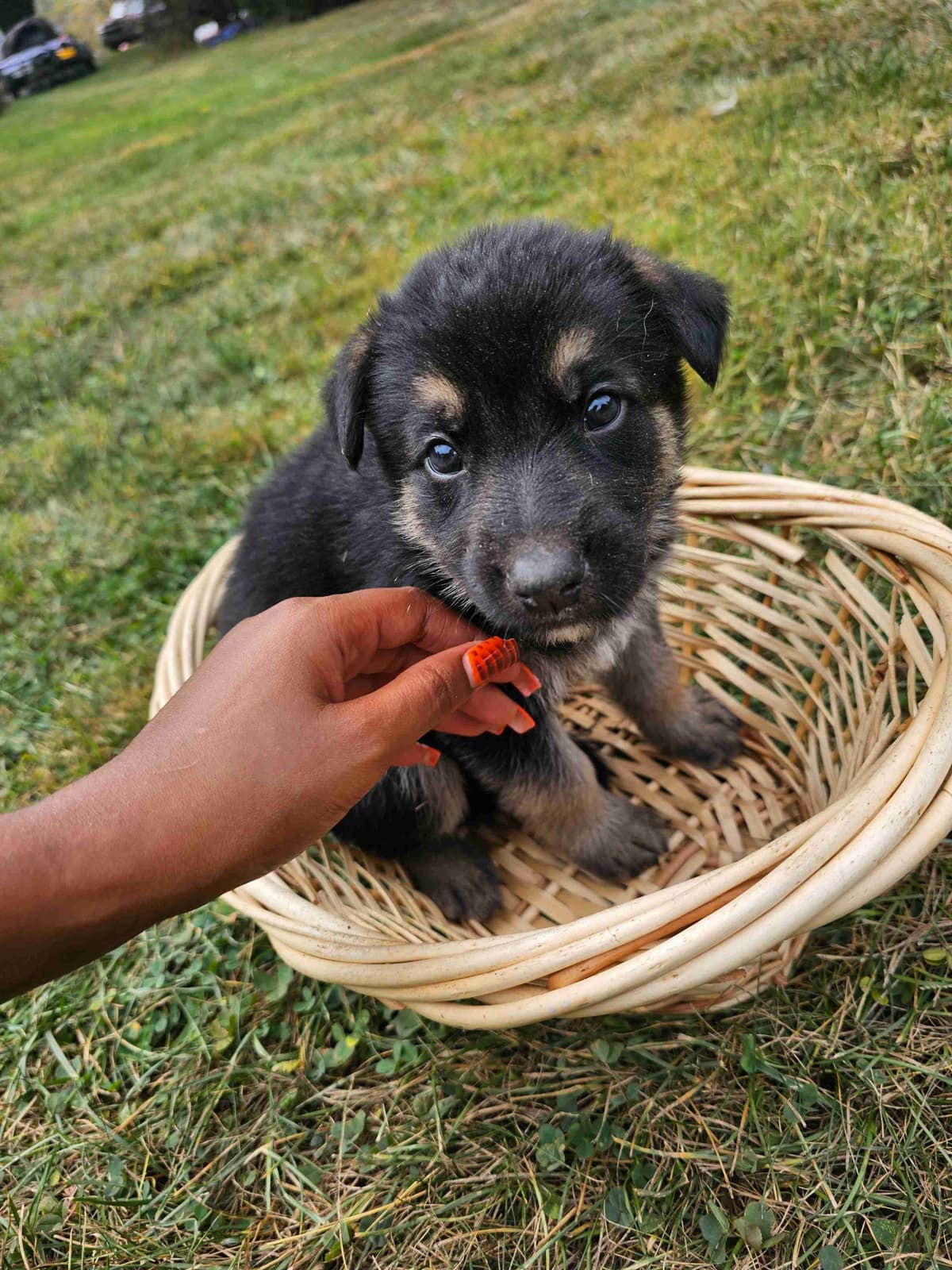German Shepherd Dog Puppies breeder image 9