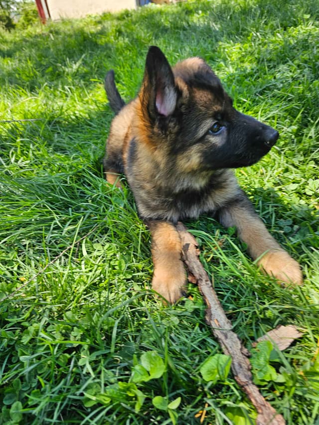 German Shepherd Dog Puppies media 3