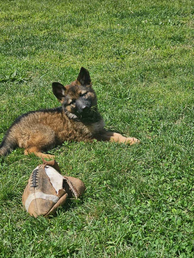 German Shepherd Dog Puppies media 4