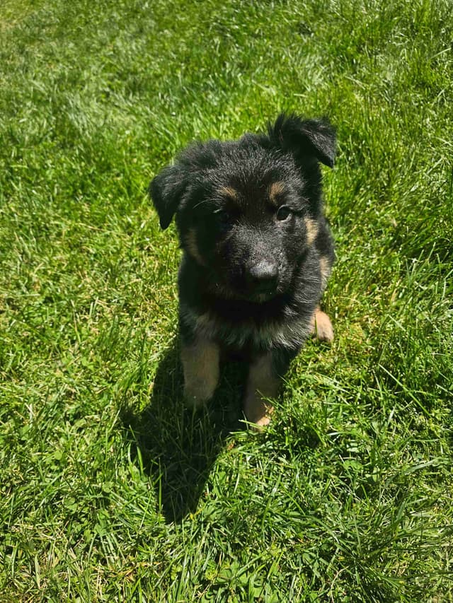 German Shepherd Dog Puppies media 5