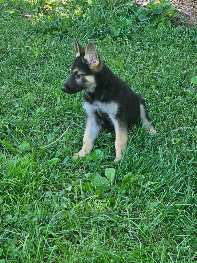 German Shepherd Dog Puppies media 3