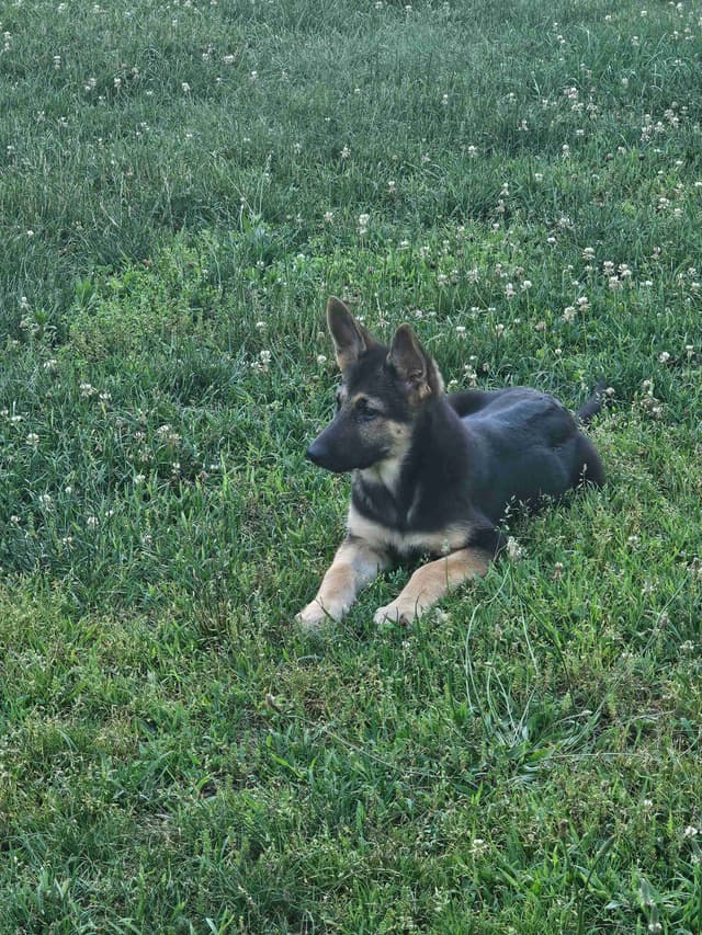 German Shepherd Dog Puppies media 2