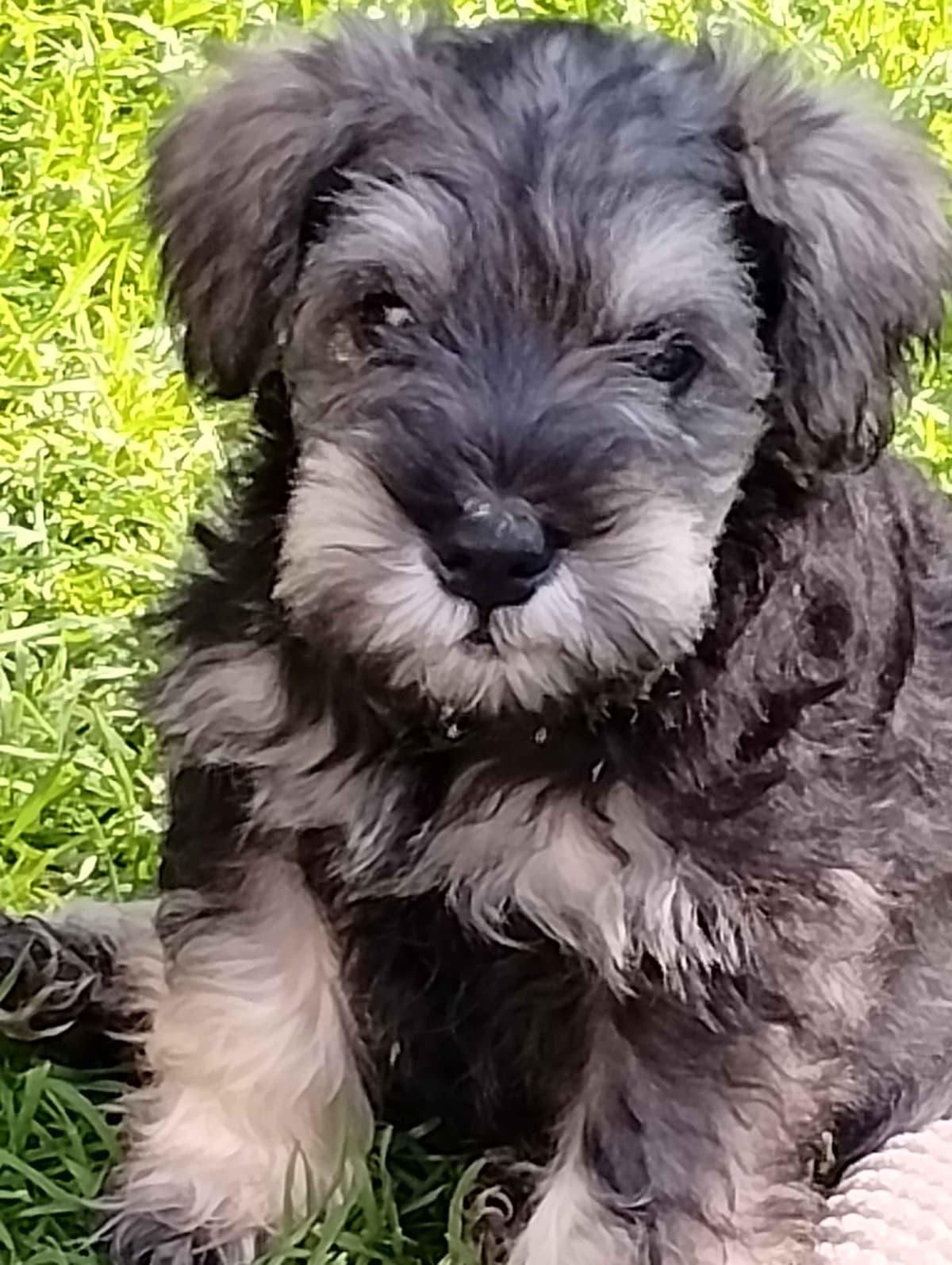 Miniature Schnauzer Puppies breeder image 1