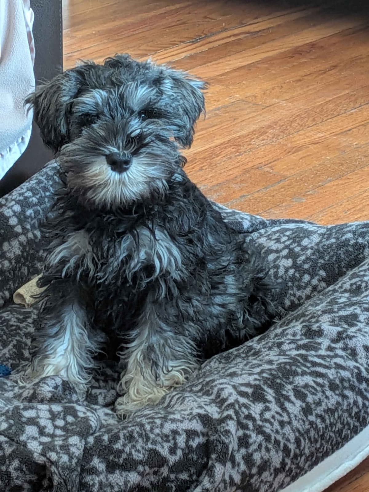 Miniature Schnauzer Puppies breeder image 2