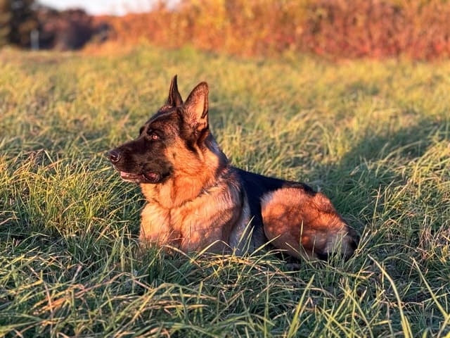German Shepherd Dog Puppies media 3