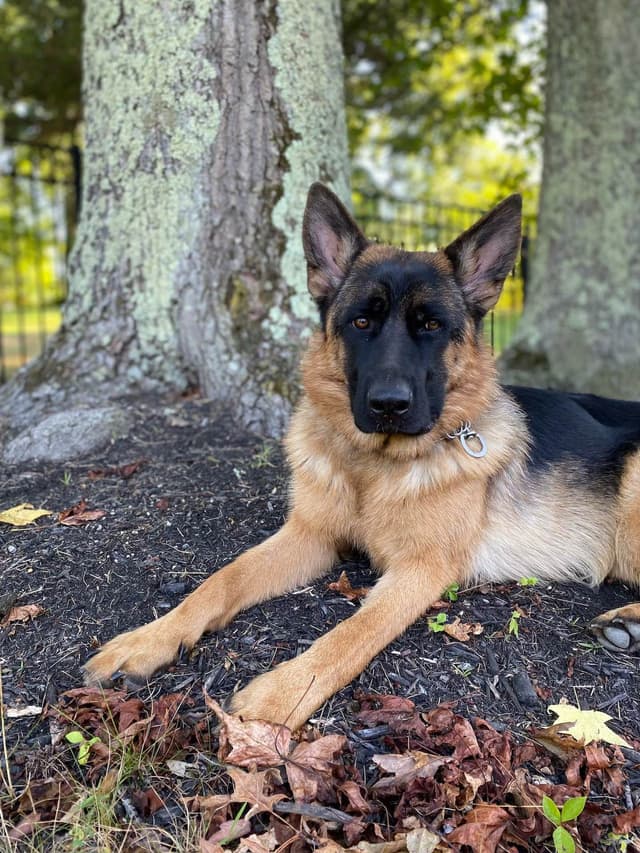 German Shepherd Dog Puppies media 5