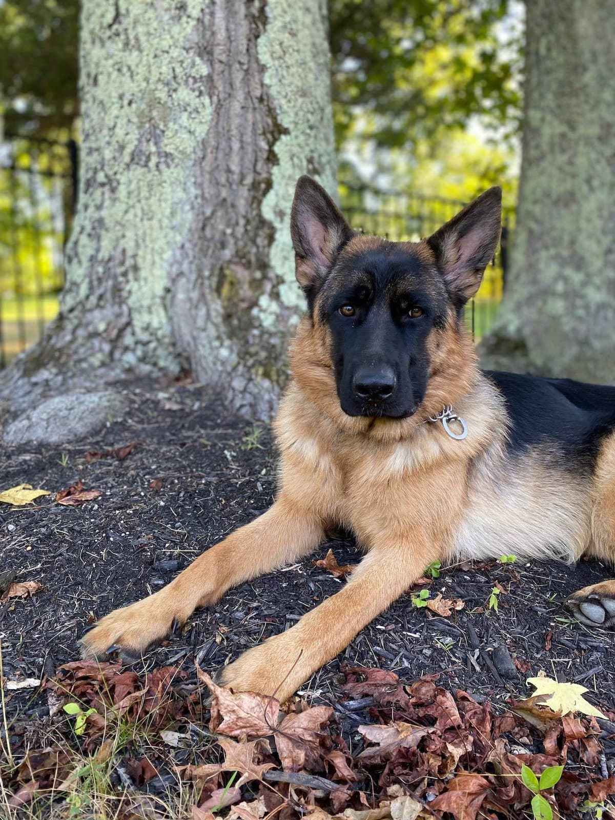 German Shepherd Dog Puppies breeder image 3