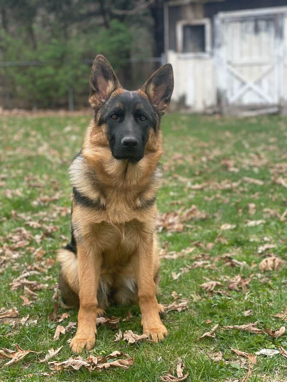German Shepherd Dog Puppies breeder image 4