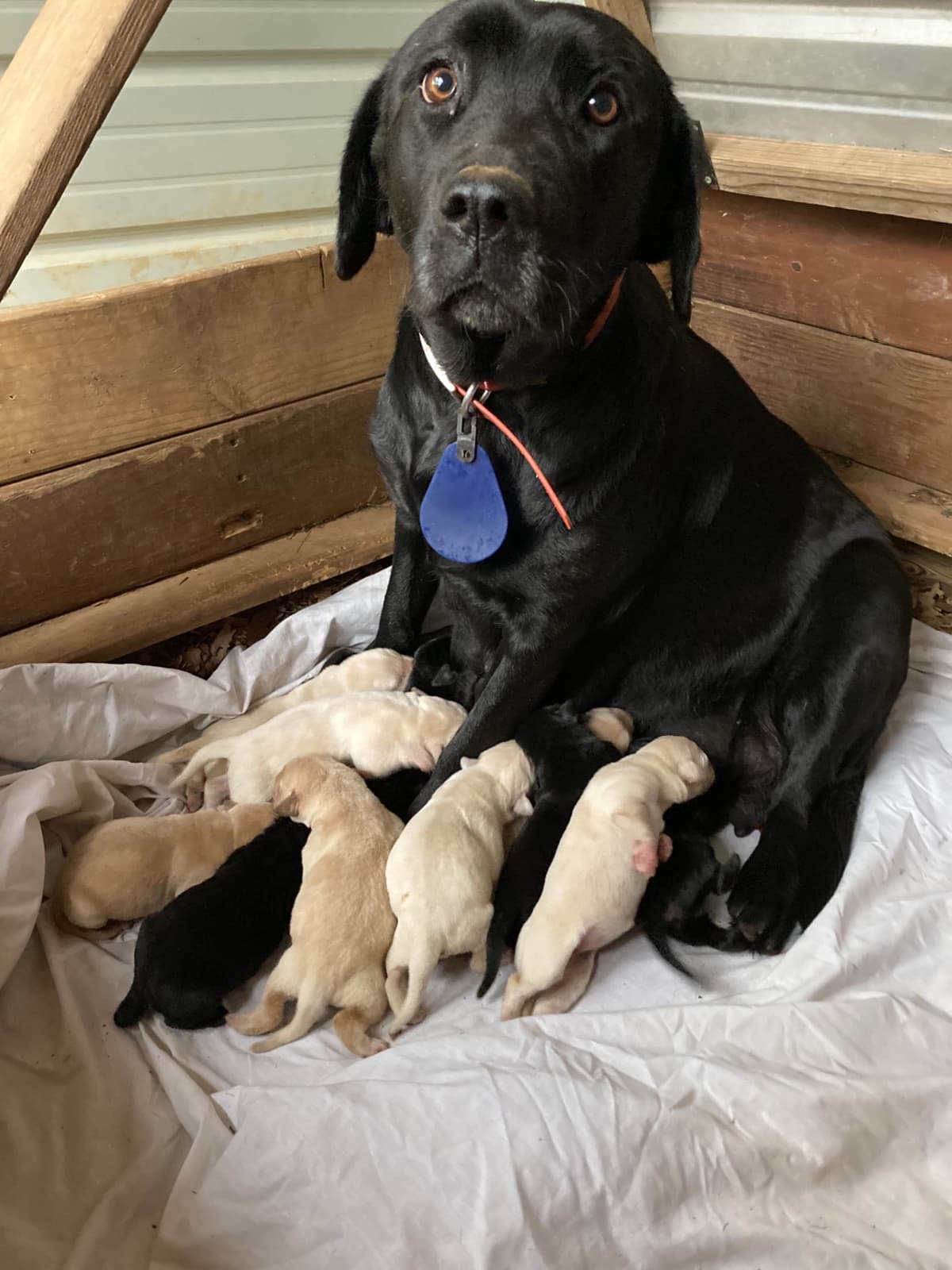 Labrador Retriever Puppies breeder image 1