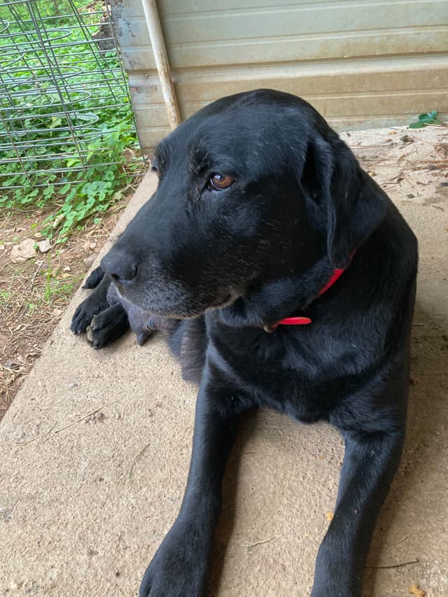 Labrador Retriever Puppies media 2
