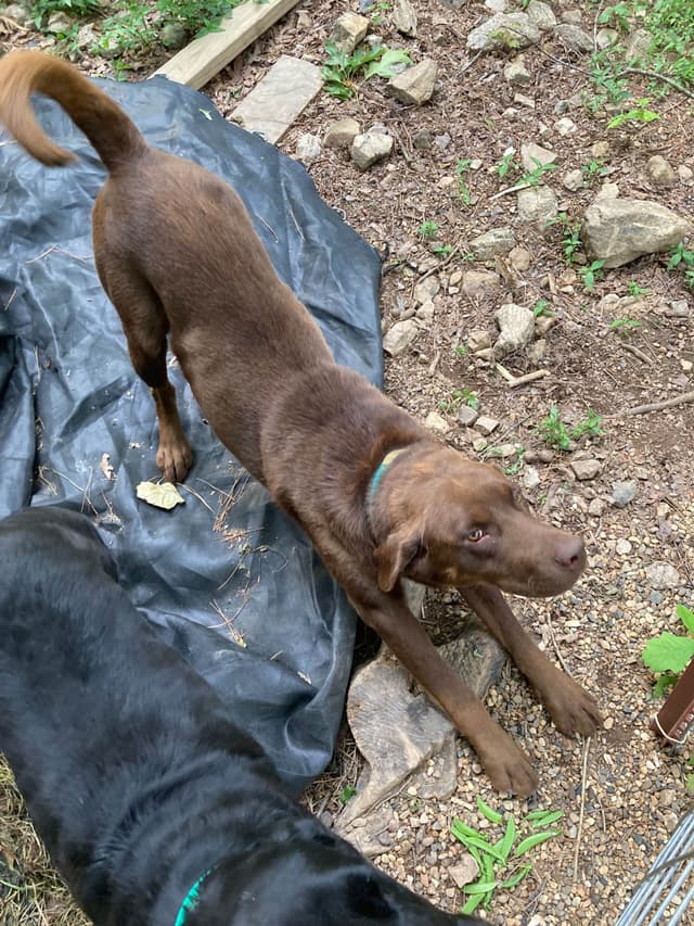 Labrador Retriever Puppies media 3