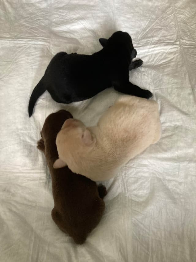 Labrador Retriever Puppies media 4